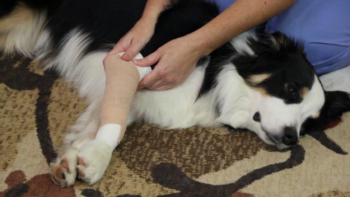 first aid for pets