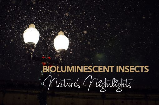 natures-nightlights