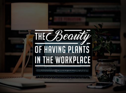 plants-in-the-workplace