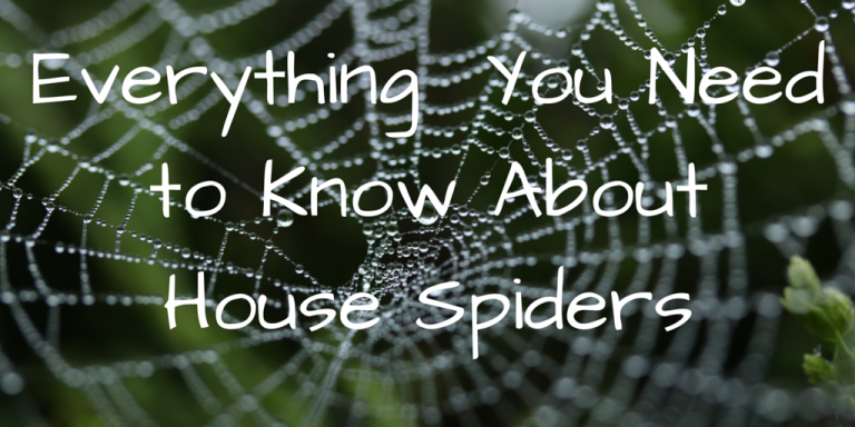 Everything You Need to Know About House Spiders