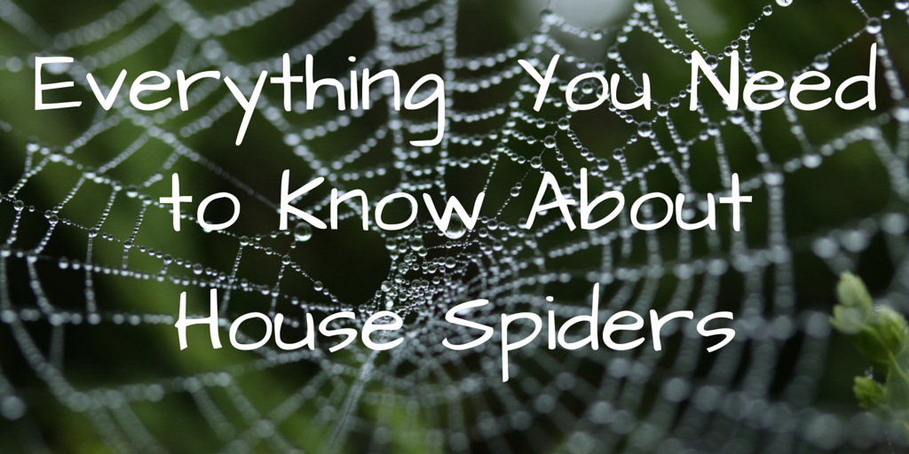 Everything you need to know about house spiders