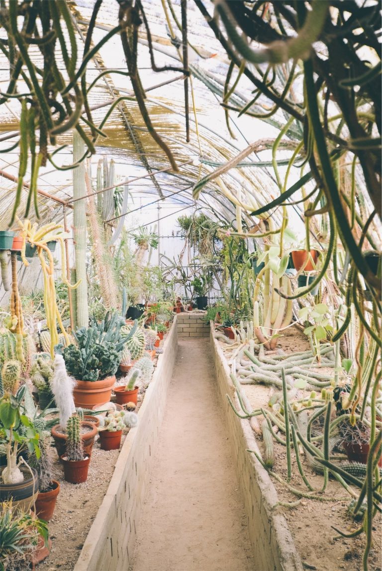 Why A Greenhouse is Your Best Gardening Option