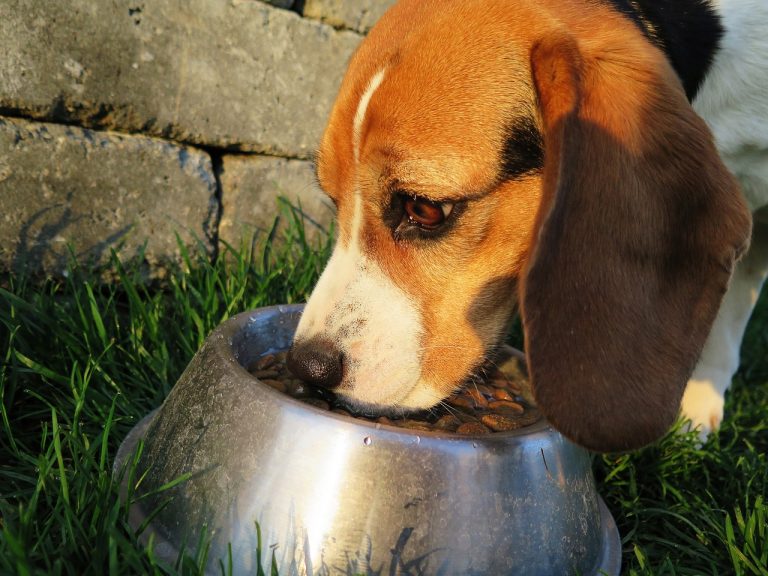 6 Tips on How to Feed Fido Without Breaking the Bank