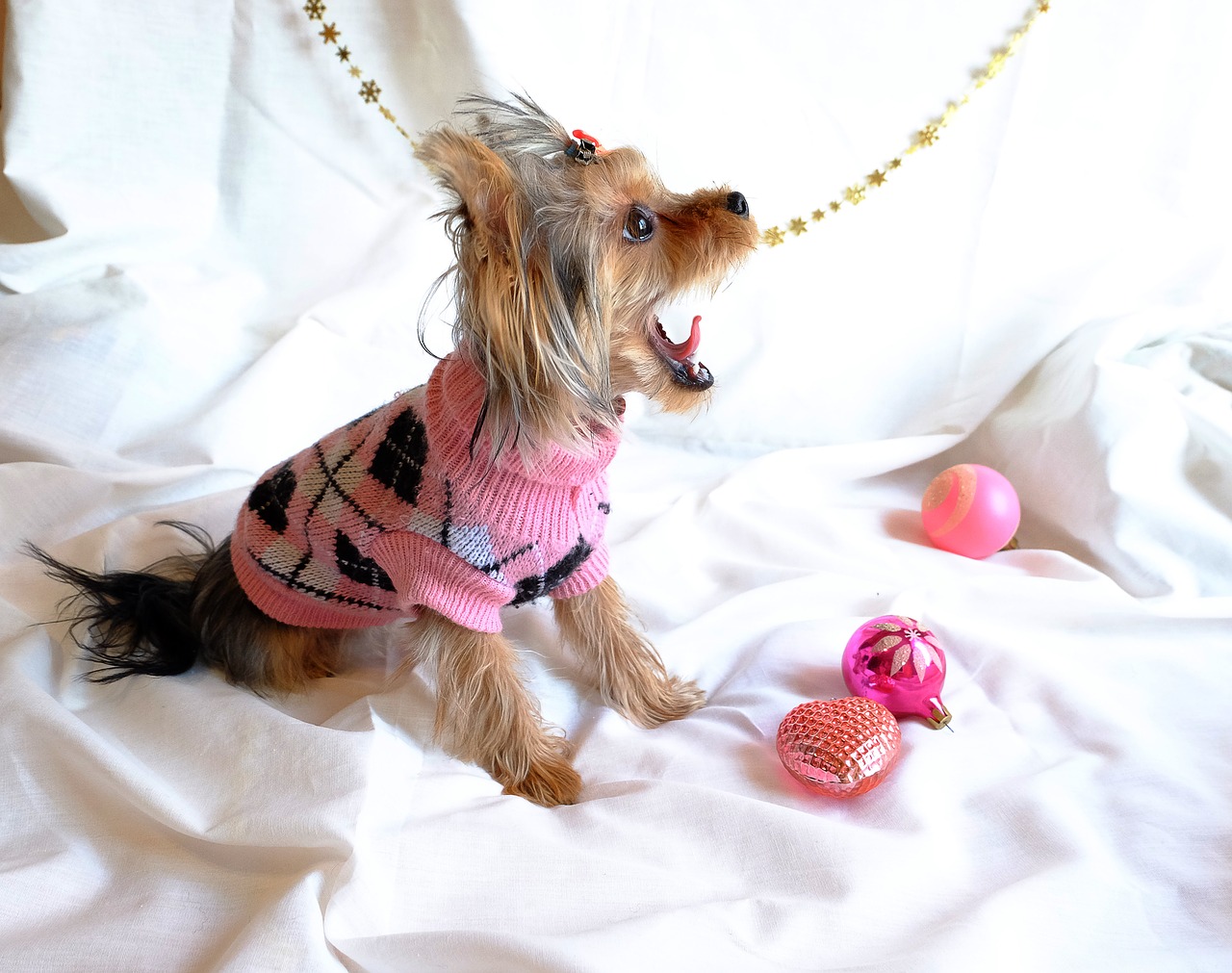 The World’s Richest Pets from North Carolina Lifestyle Blogger Champagne Style Bare Budget
