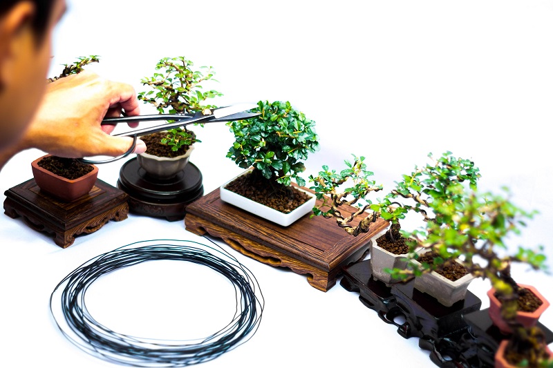 How to Buy the Right Bonsai Tools for Your Balcony or Rooftop Garden from North Carolina Lifestyle Blogger Champagne Style Bare Budget