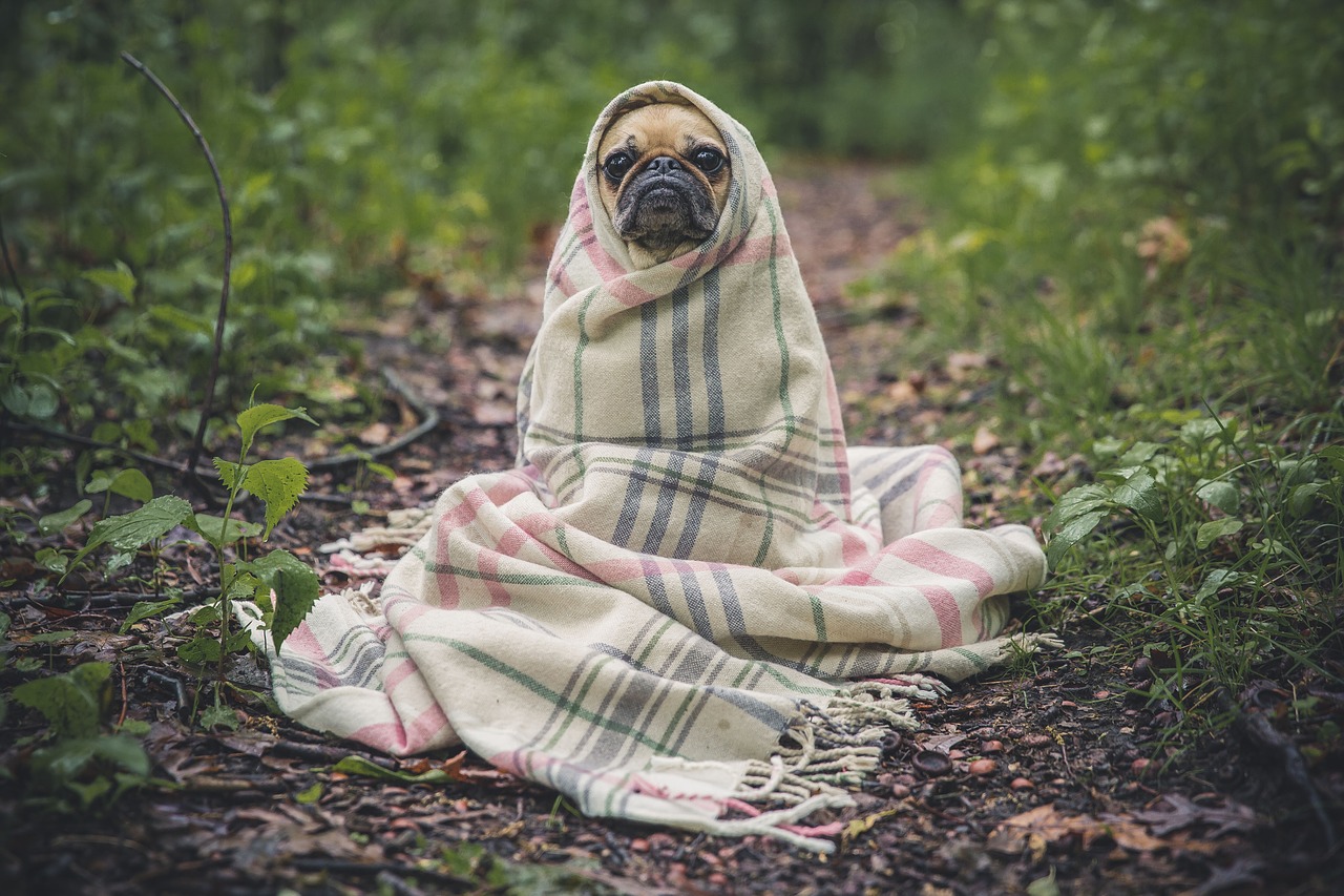 How to Protect Your Pets Before, During and After the Storm from North Carolina Lifestyle Blogger Champagne Style Bare Budget