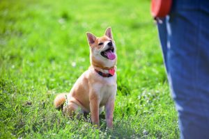 HOW TO GET YOUR DOG TO LISTEN AND LEARN from North Carolina Lifestyle Blogger Champagne Style Bare Budget