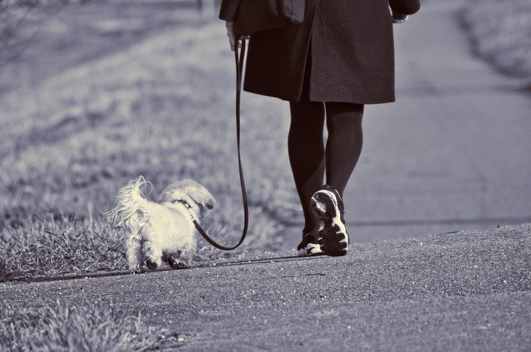 Safety Tips for Dog Walkers