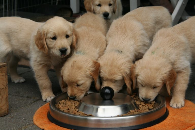Caring for Your Animal Companion: Learn to Choose the Best Dog Food for Your Furry Friend in 6 Simple Steps