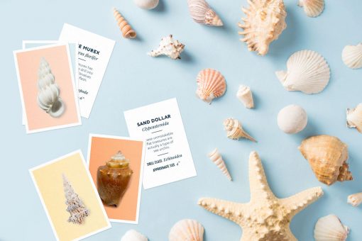 At-Home Seashell Identification Activities from North Carolina Lifestyle Blogger Champagne Style Bare Budget 