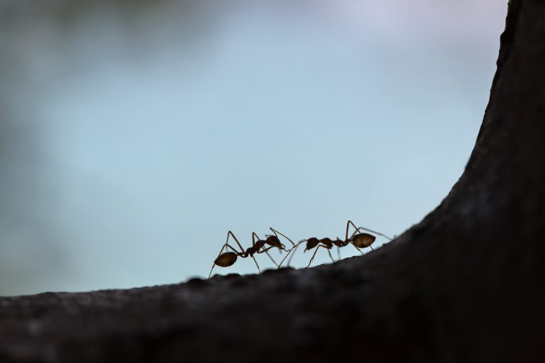 Are You Dealing With an Ant Infestation?