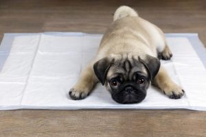Must-Know Tips for Training Your New Puppy