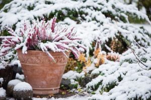 Ways To Enjoy Your Garden in Cold Weather