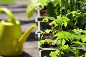 Tips for Starting a Home Garden