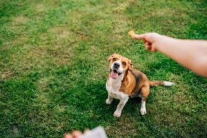 3 Important Tips Before Adopting a Dog