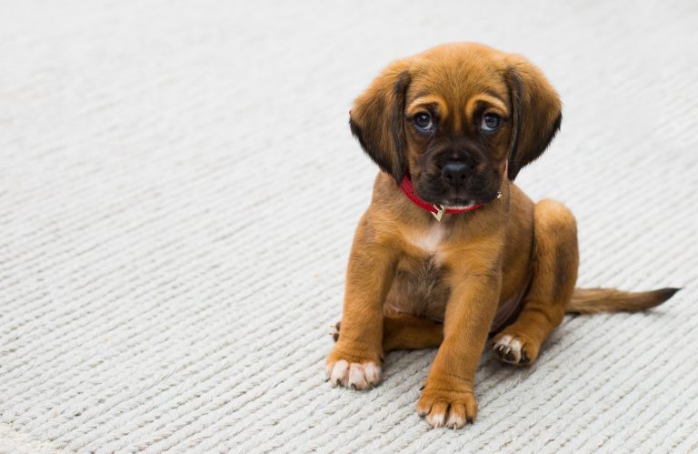 3 Realities To Prepare For With Your First Puppy