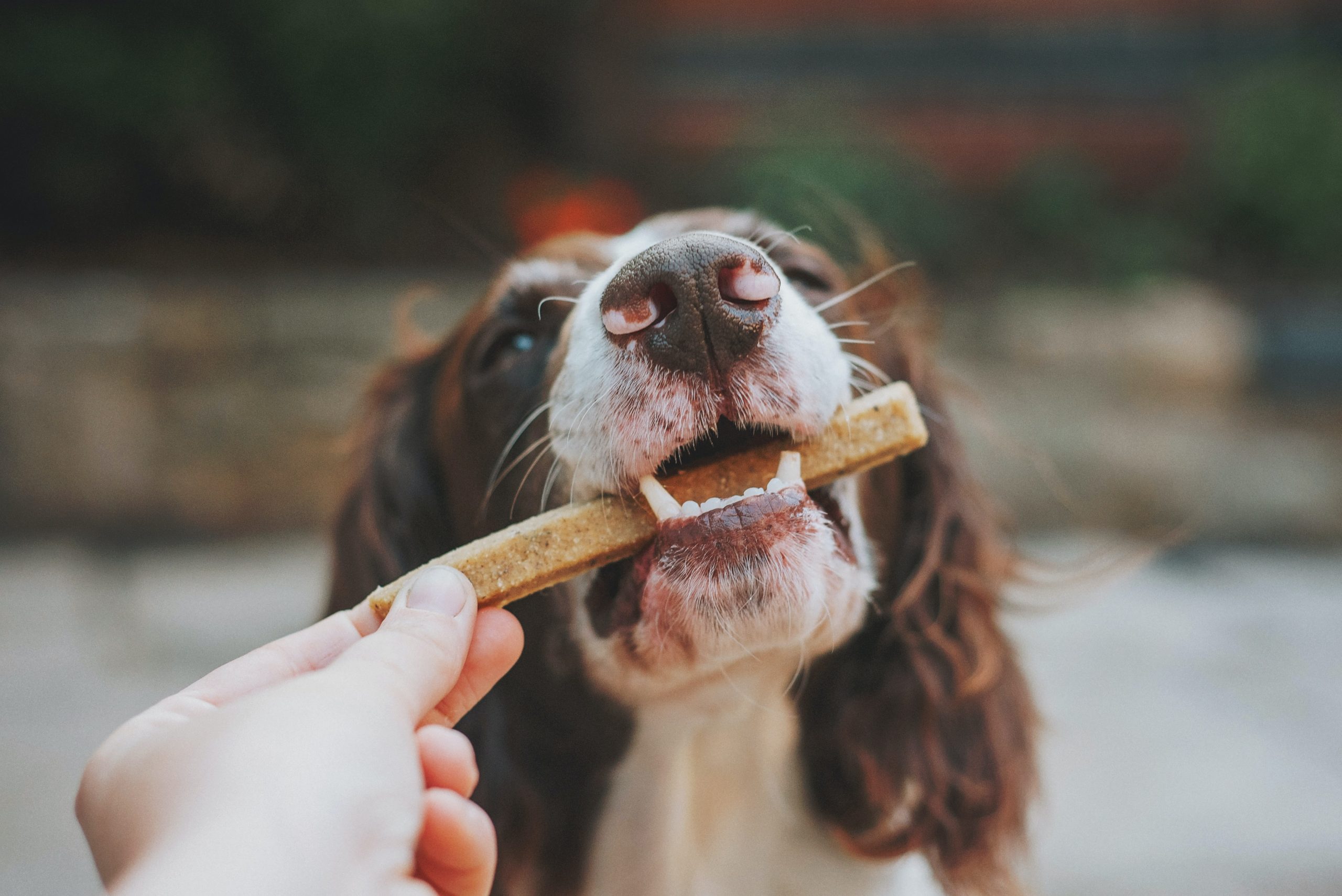 4 Reasons to Invest in Quality Dog Treats