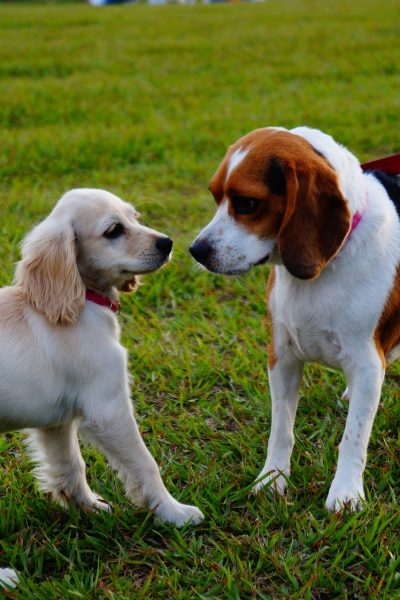 How to Socialize Your New Puppy: 5 Tips