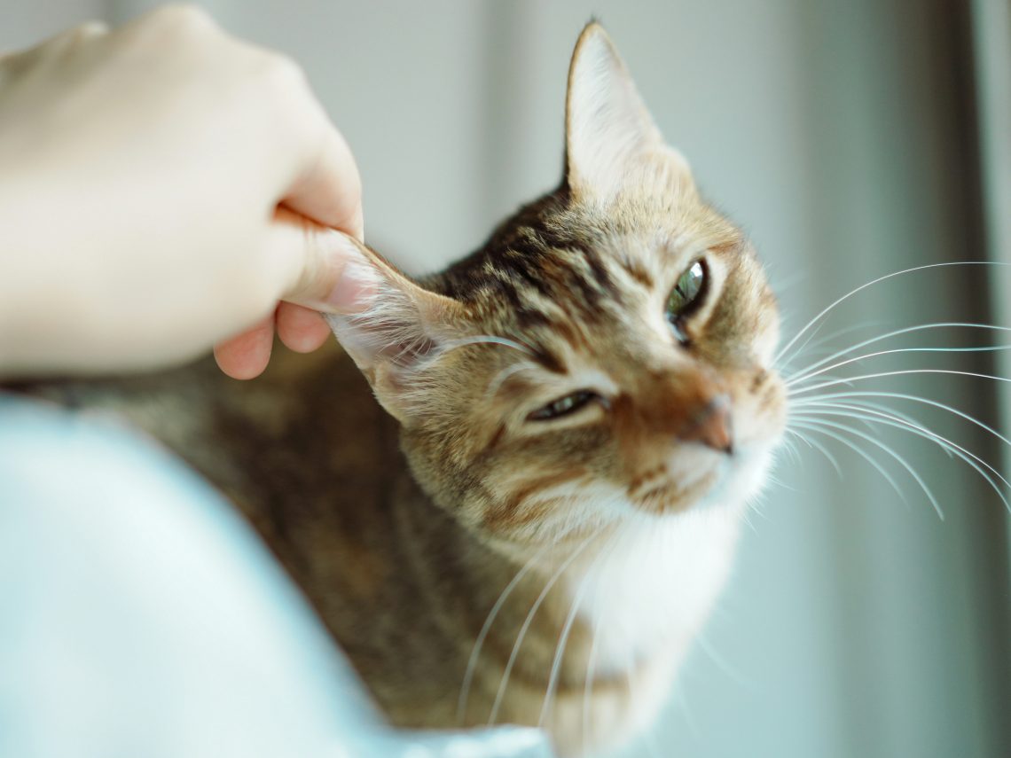 How to Clean Your Cat’s Ears