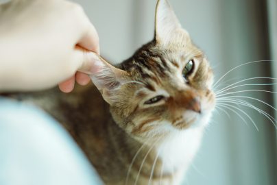 How to Clean Your Cat’s Ears