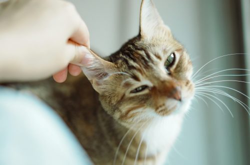 How to Clean Your Cat’s Ears