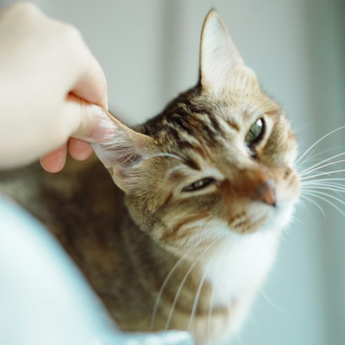 How to Clean Your Cat’s Ears