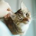 How to Clean Your Cat’s Ears