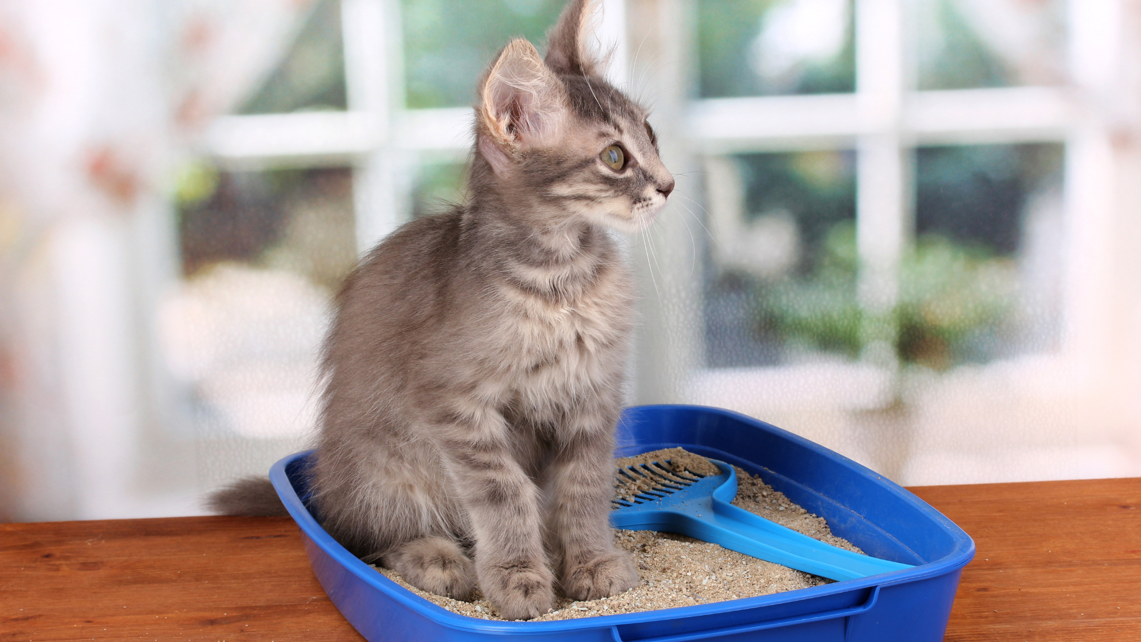 How to make Litter Box Cleaning Easier
