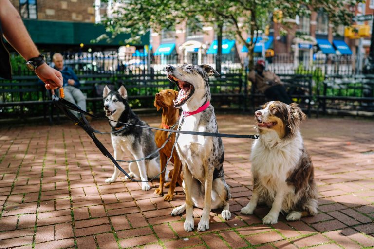 Most Dog-Friendly Cities in the U.S.