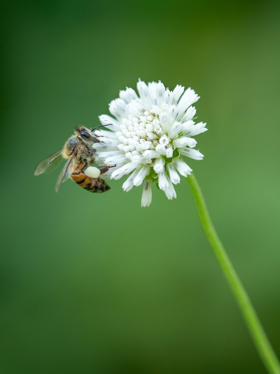 Why World Honey Bee Day Matters More Than You Think