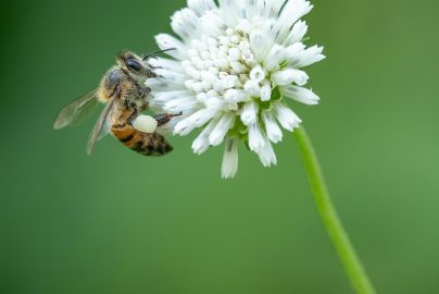 Why World Honey Bee Day Matters More Than You Think