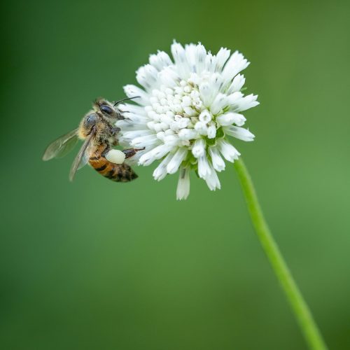 Why World Honey Bee Day Matters More Than You Think