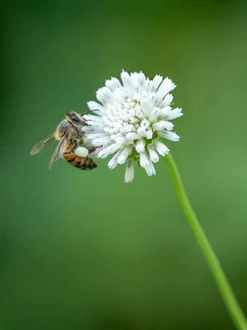 Why World Honey Bee Day Matters More Than You Think