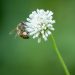 Why World Honey Bee Day Matters More Than You Think