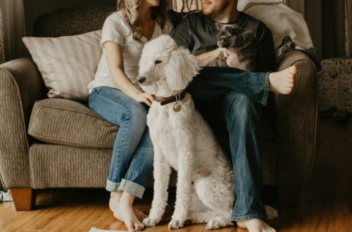 Heatwave Survival Guide for Pet Owners: Simple Ways to Keep Your Furry Family Safe This Summer