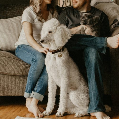 Heatwave Survival Guide for Pet Owners: Simple Ways to Keep Your Furry Family Safe This Summer