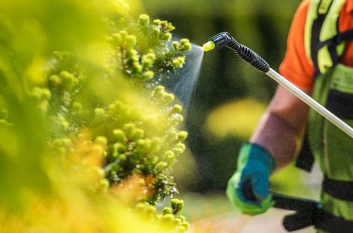 The Hidden Costs of Lawn Chemicals and Why More Homeowners Are Going Organic