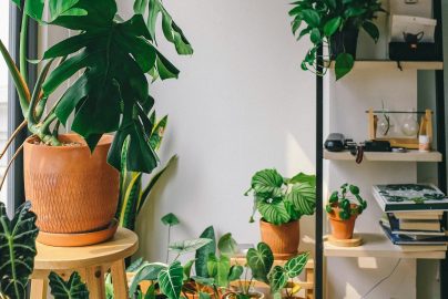 Vacation-Proof Plants: Beautiful Greenery That Won't Mind If You Leave for a While
