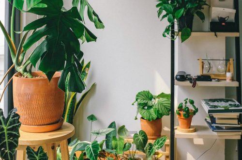 Vacation-Proof Plants: Beautiful Greenery That Won't Mind If You Leave for a While