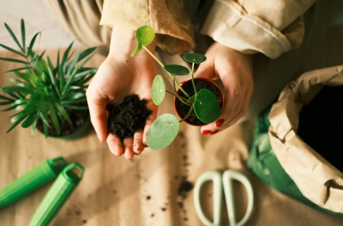 How to Help Your Plants Survive a Summer Heat Wave