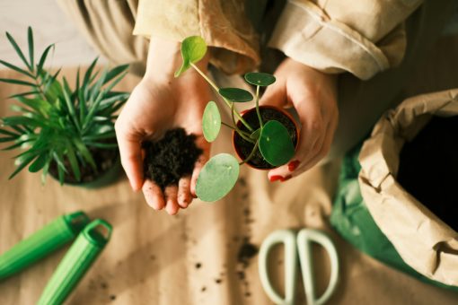 How to Help Your Plants Survive a Summer Heat Wave