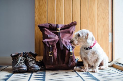 Back-To-School Routines Aren’t Just for Kids. A Guide to Getting Your Dog Back on a Schedule.