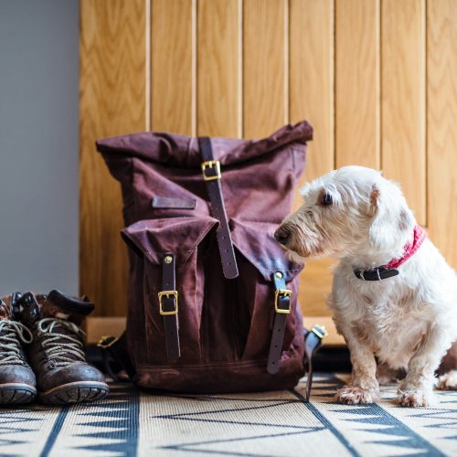 Back-To-School Routines Aren’t Just for Kids. A Guide to Getting Your Dog Back on a Schedule.