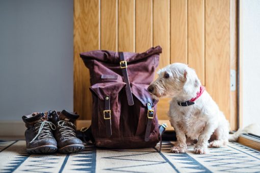 Back-To-School Routines Aren’t Just for Kids. A Guide to Getting Your
Dog Back on a Schedule.

