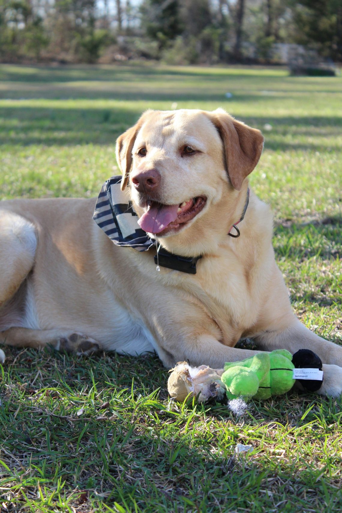 Dog-Friendly Landscaping Ideas to Keep Your Pup Cool and Your Yard Looking Good