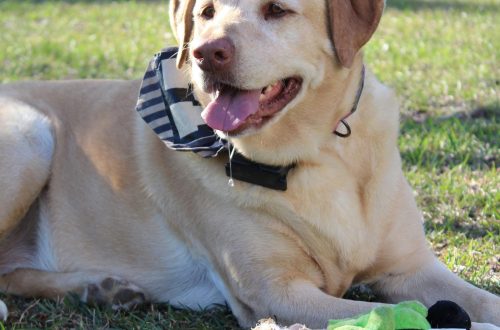 Dog-Friendly Landscaping Ideas to Keep Your Pup Cool and Your Yard Looking Good