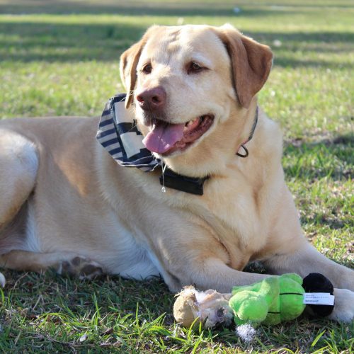Dog-Friendly Landscaping Ideas to Keep Your Pup Cool and Your Yard Looking Good
