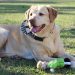 Dog-Friendly Landscaping Ideas to Keep Your Pup Cool and Your Yard Looking Good