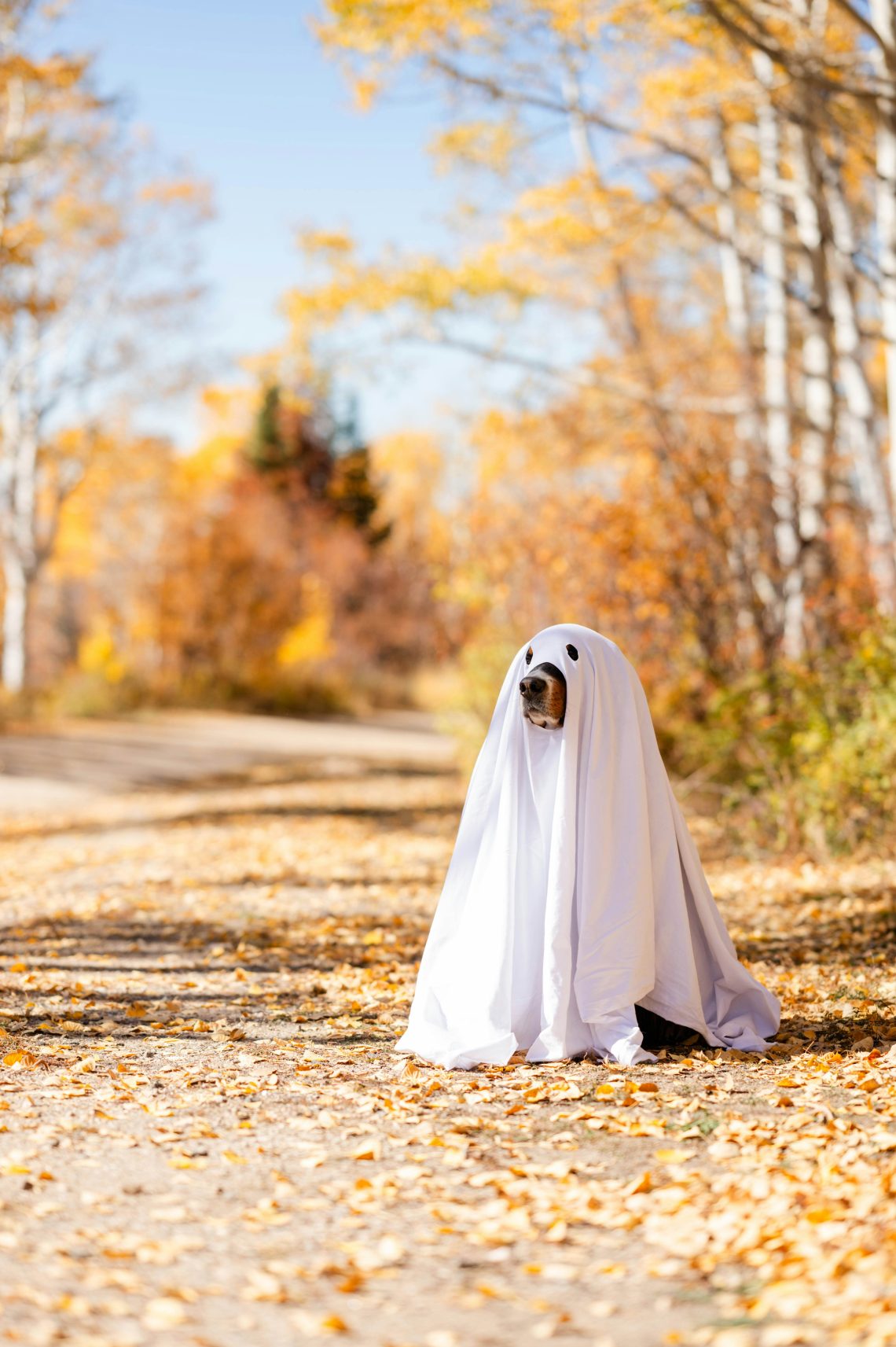 The Halloween Photo Isn’t Worth It: How to Tell When Your Pet Has Had Enough