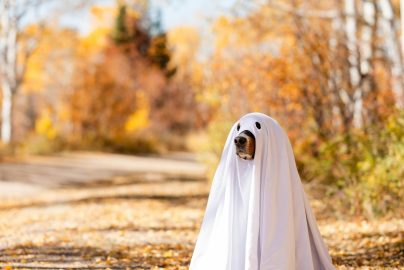 The Halloween Photo Isn’t Worth It: How to Tell When Your Pet Has Had Enough